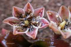 Cryptocoryne cognata